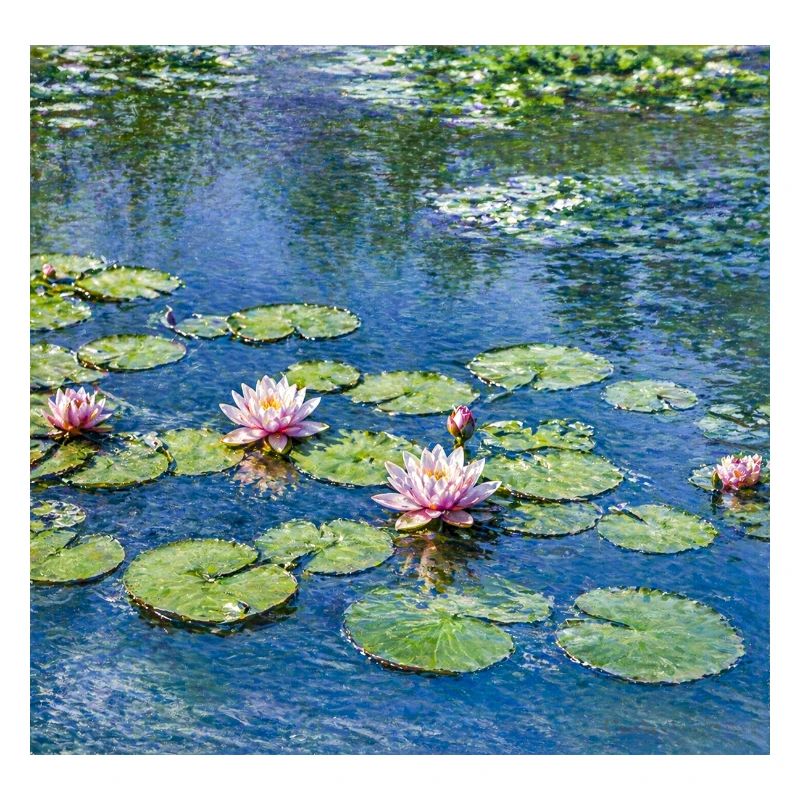Lilies on a Blue Pond