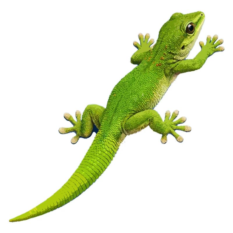 Escalade de gecko 1