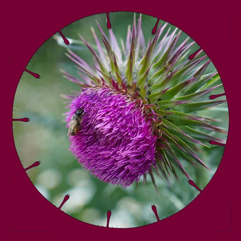 Die Distelblüte wird oft als Unkraut verschrien