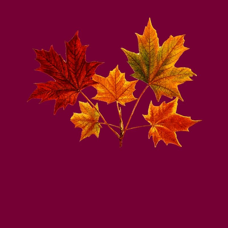 Maple Maple Leaf Maple Leaves