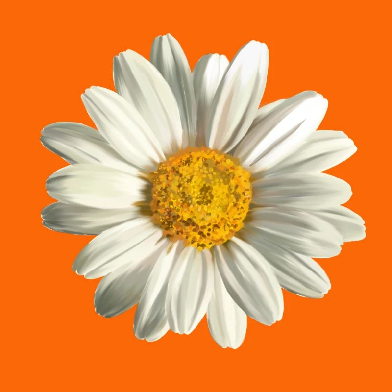 chamomile