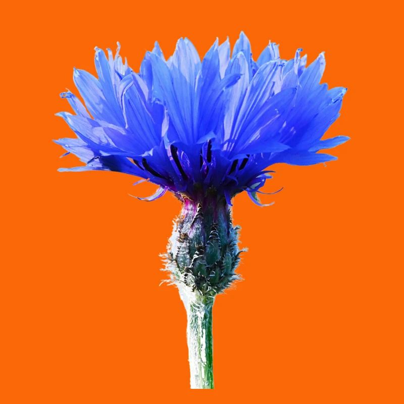 Bleuet