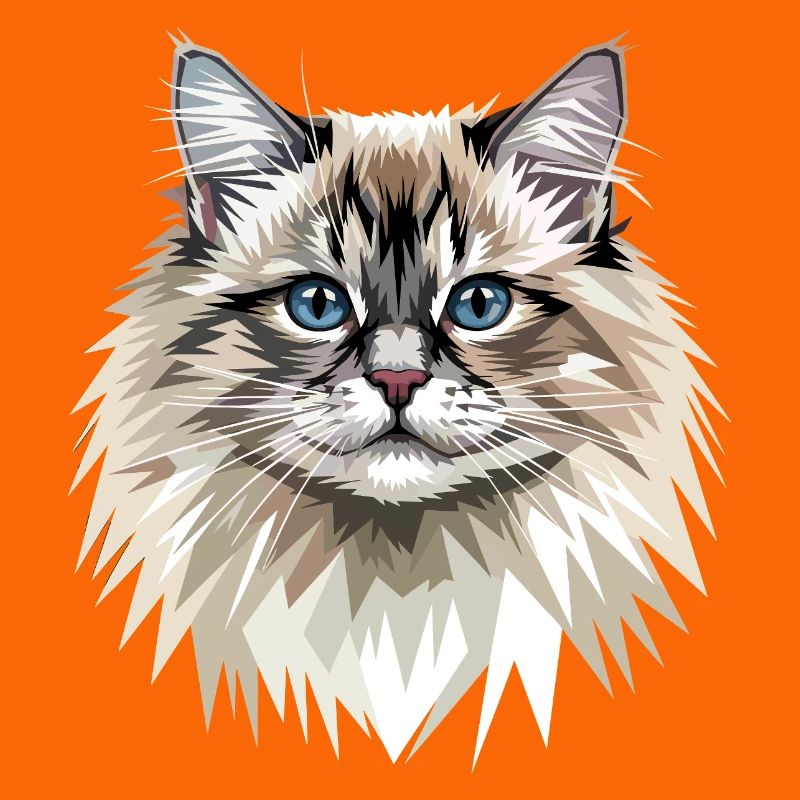 Ragdoll Chat Ragdoll Chat Mignons Chats Ragdoll
