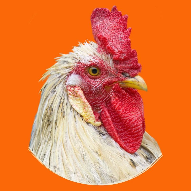 Spécimen de poulet à cravate de coq