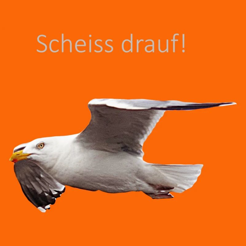Möwe im Flug Spruch