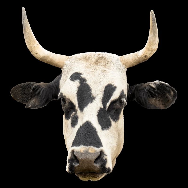 vache