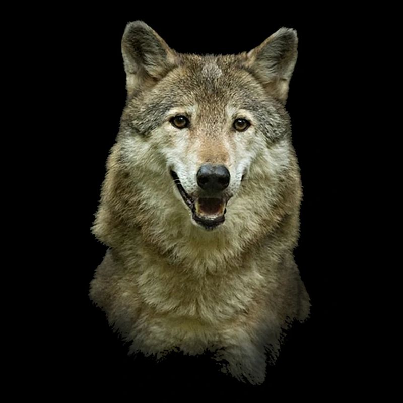 Loup