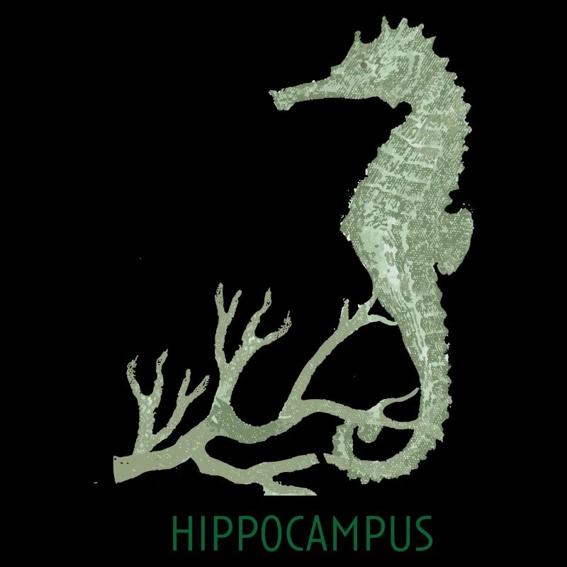 Hyppocampus