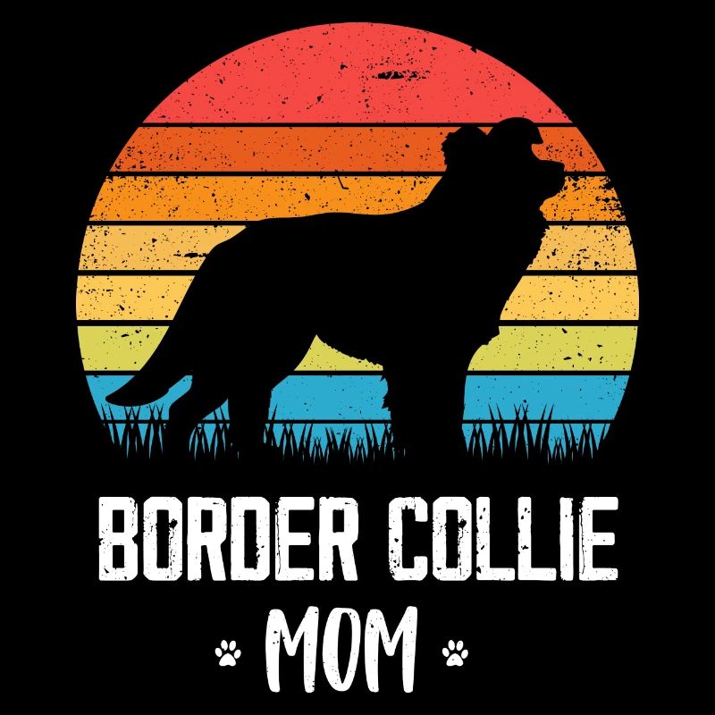 Border Collie Hund