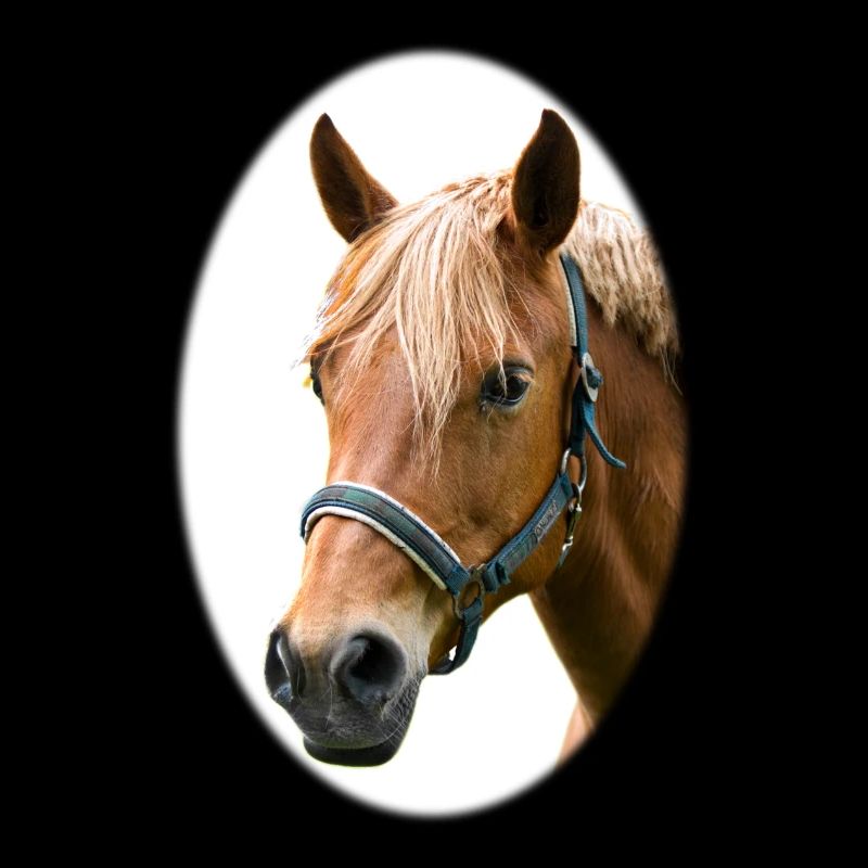 Cheval. Cheval.