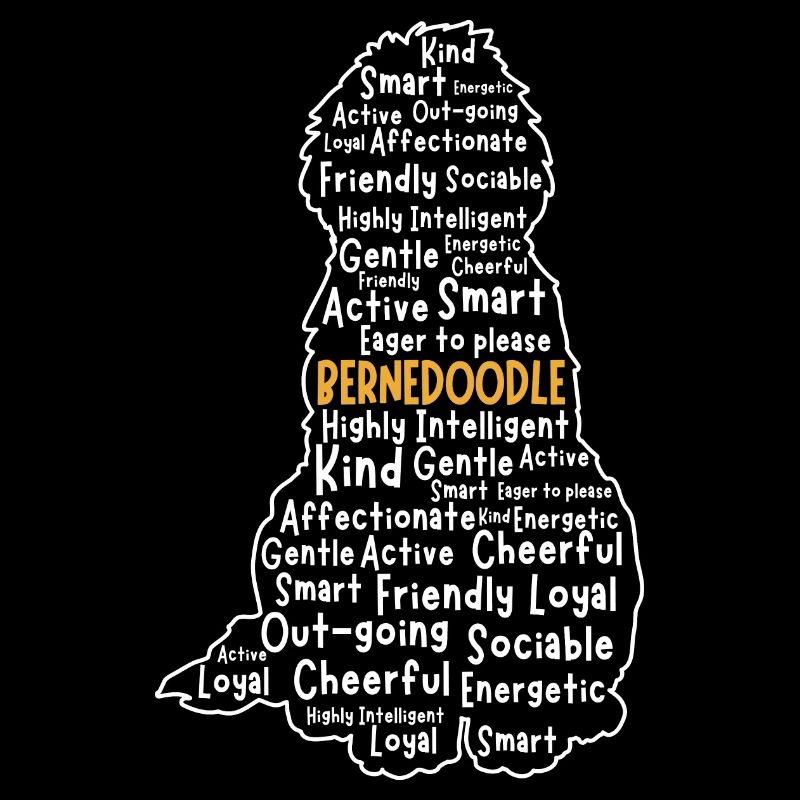 Bernedoodle Hund