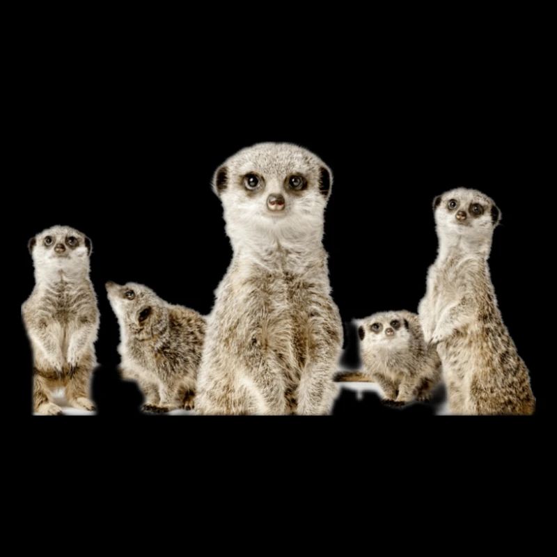 Erdmännchen
