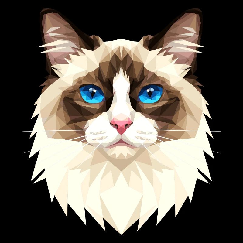 Ragdoll Chat Ragdoll Chat Mignons Chats Ragdoll