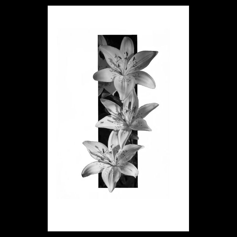 Lys noirs et blancs en rayures