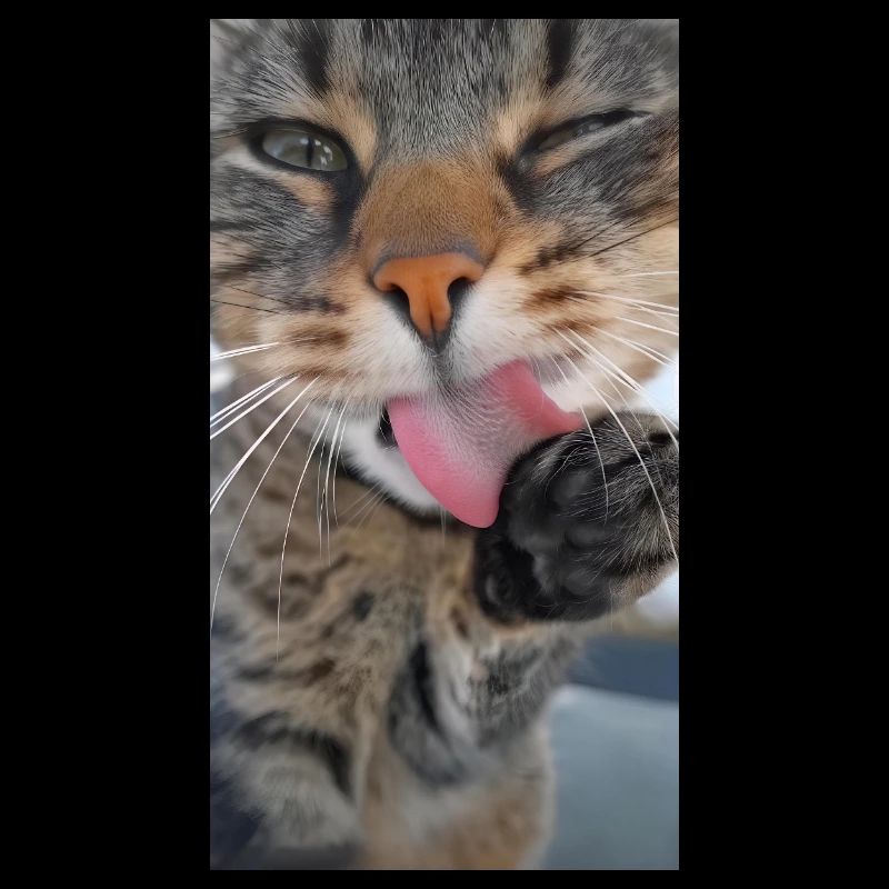 Cleaning Cat