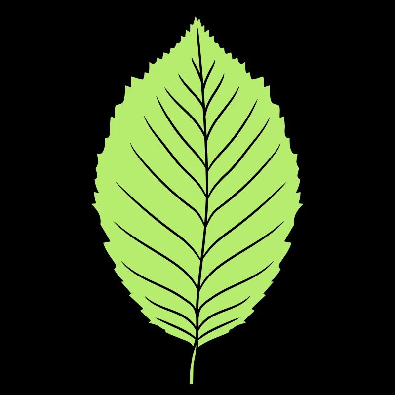 buche blatt baum pflanze form clipart design wald