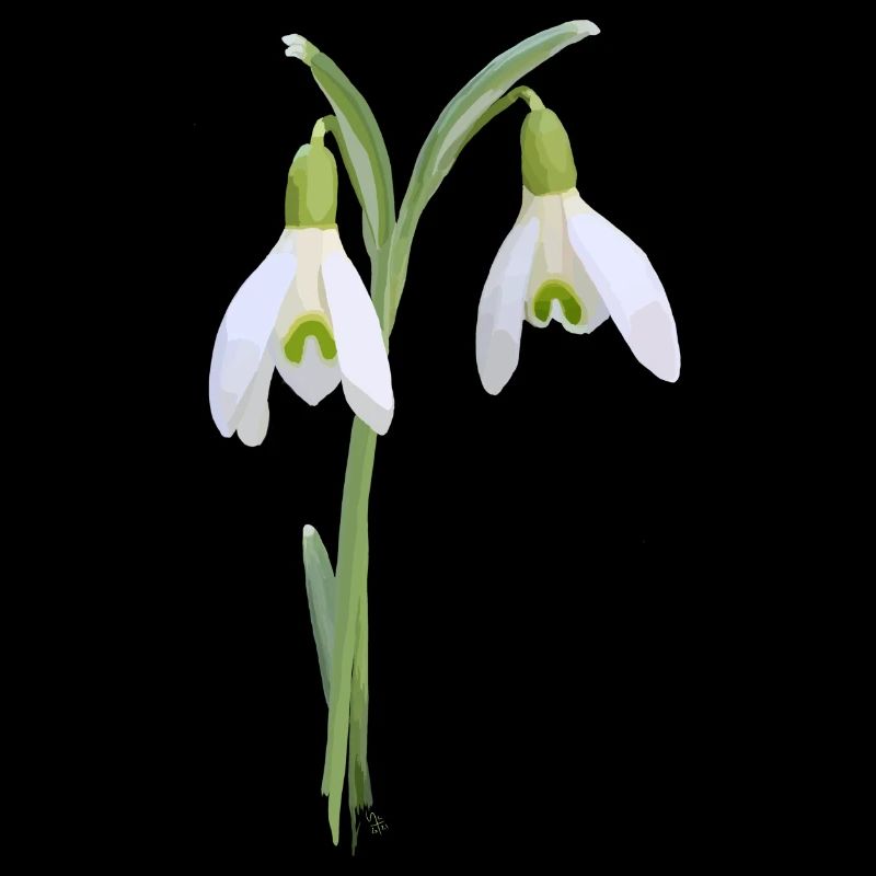 snowdrop