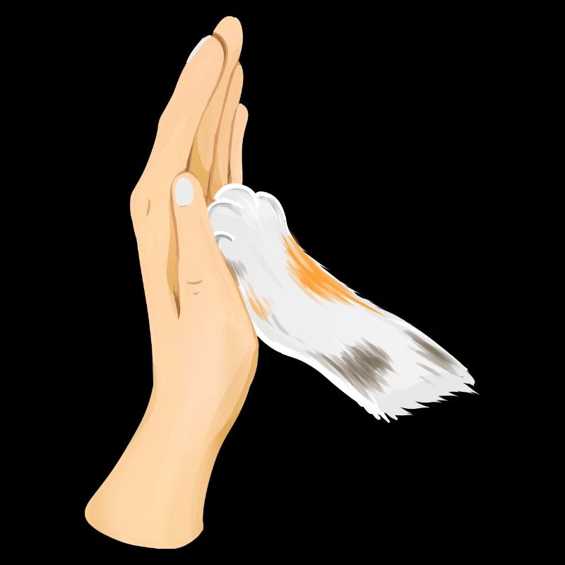 High Five mit Katze weiße Hand