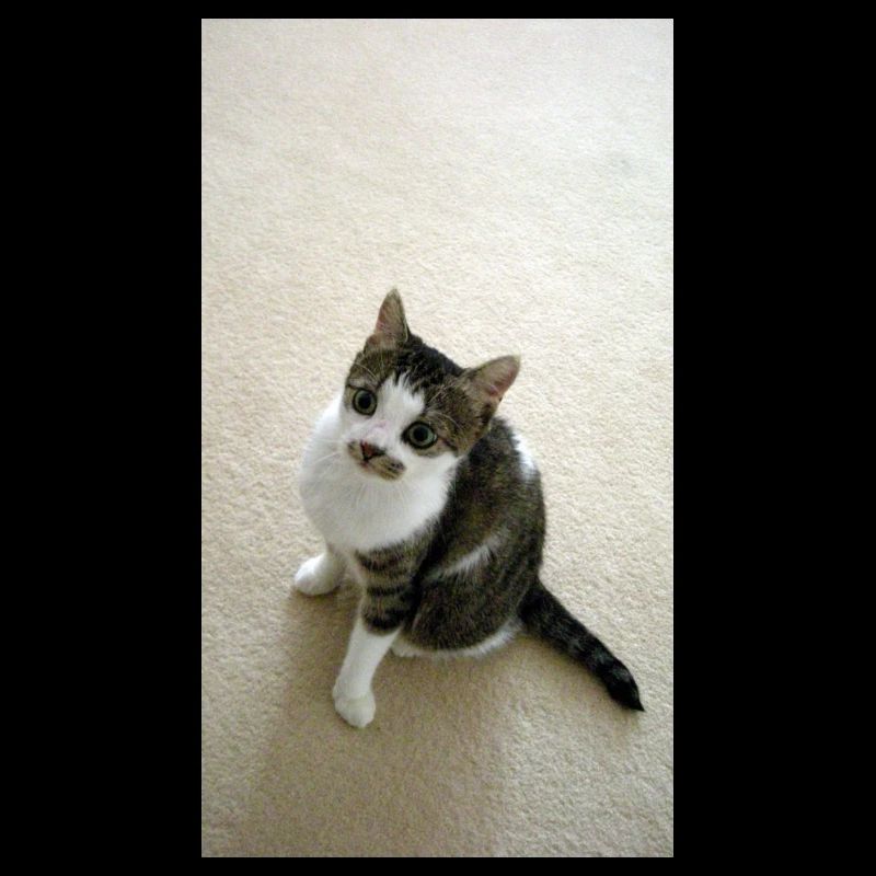 Pretty Kitty