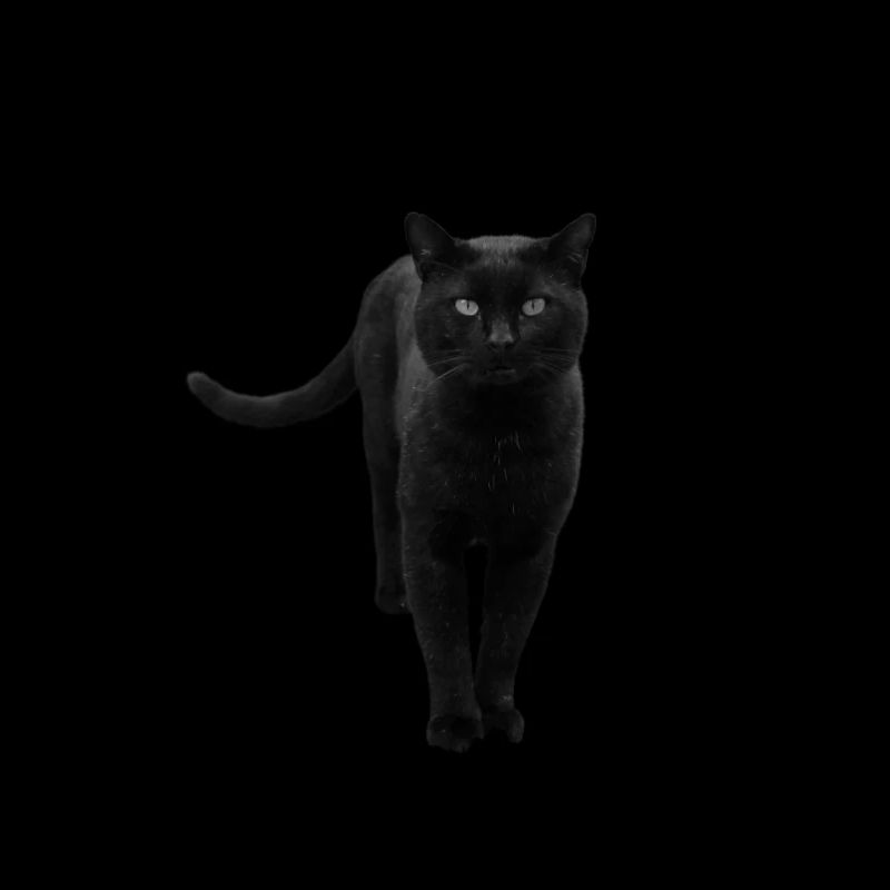 chat noir chat chaton