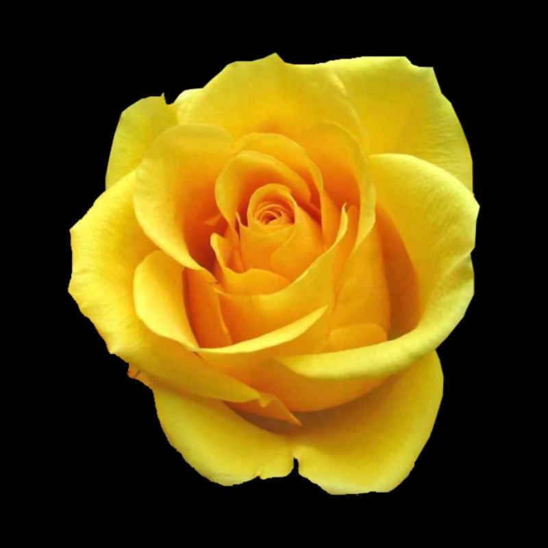 Rose jaune