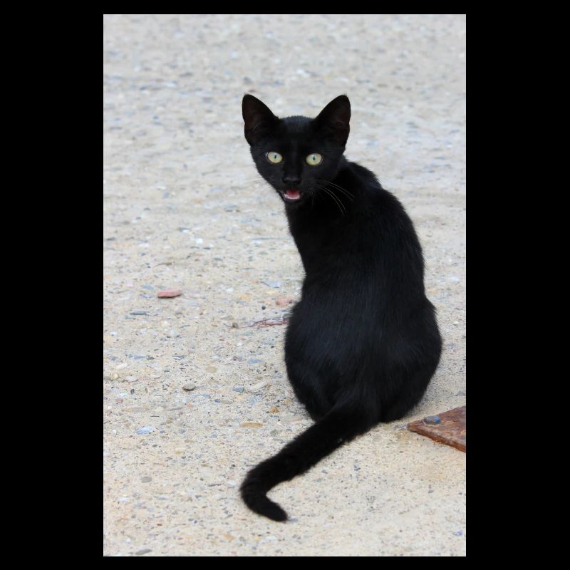 Cat black