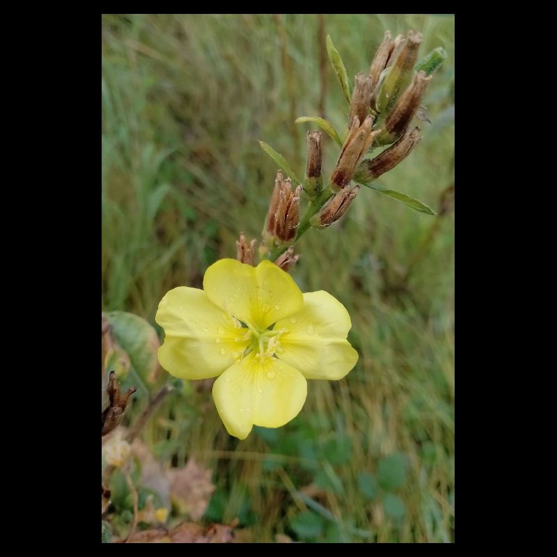 Good Morning Yellow Evening Primrose