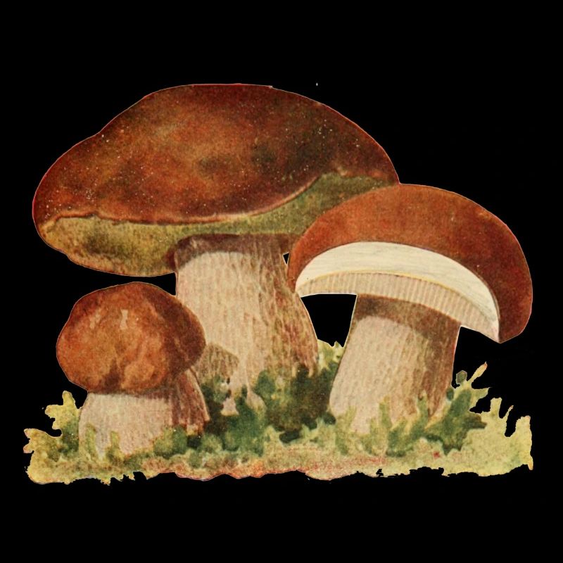 Cèpe champignons cueilleurs de champignons éponge