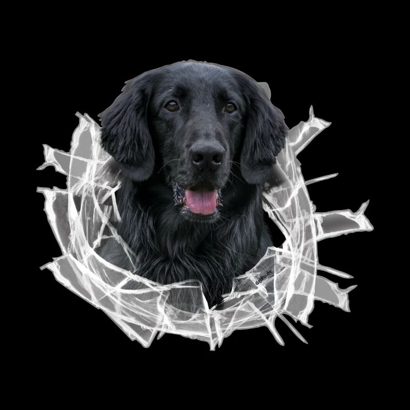 Flat Coated Retriever dans le trou de verre
