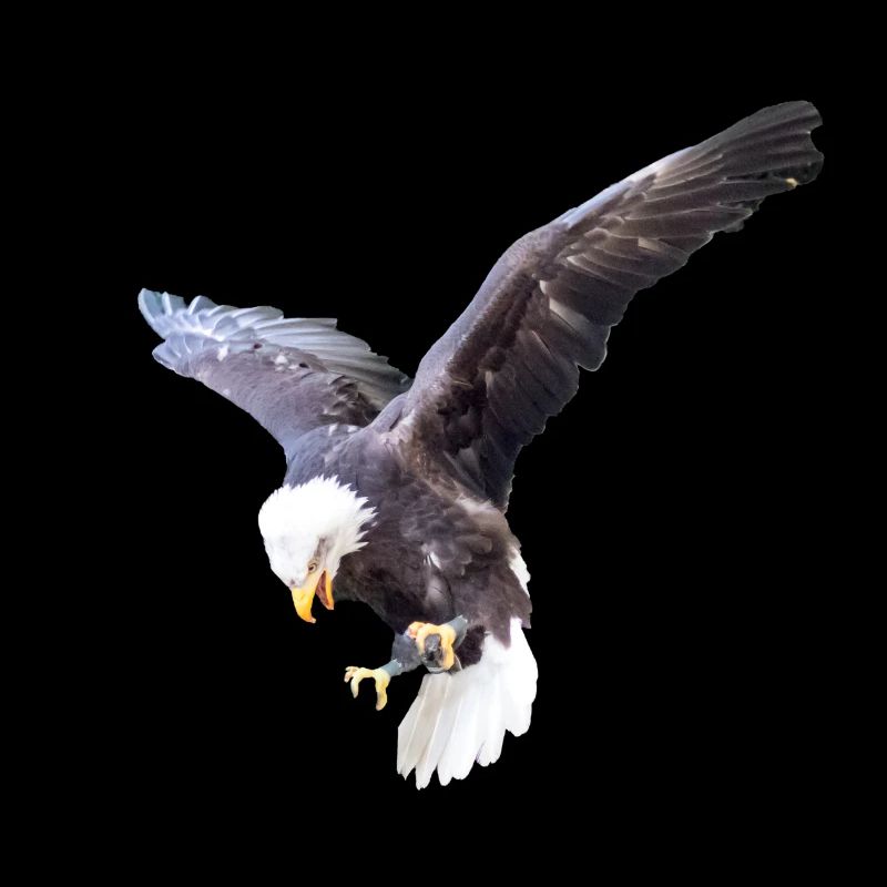 Eagle in a swoop