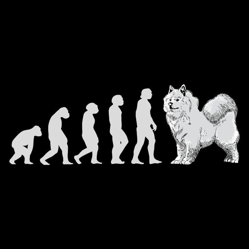 Évolution Samoyède