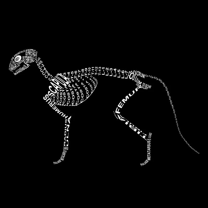 Cat Skeleton