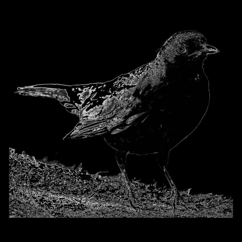 Blackbird, A730357