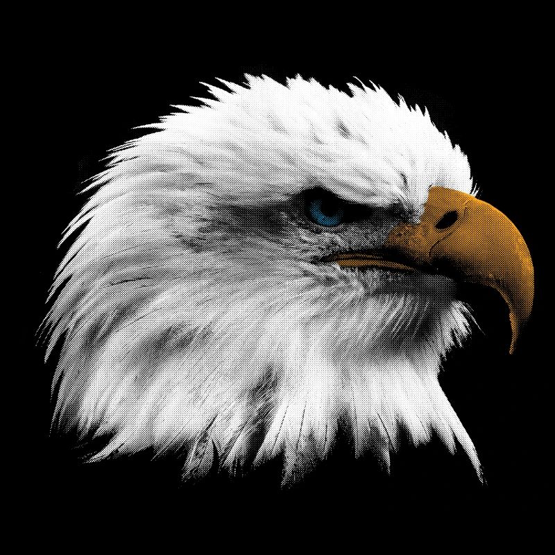 Bald eagle