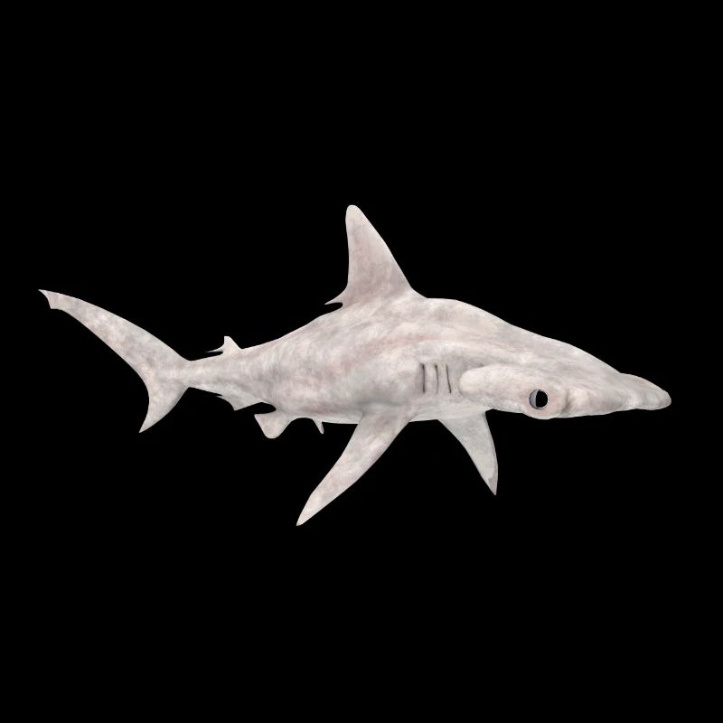 Grand requin-marteau, requin, requin