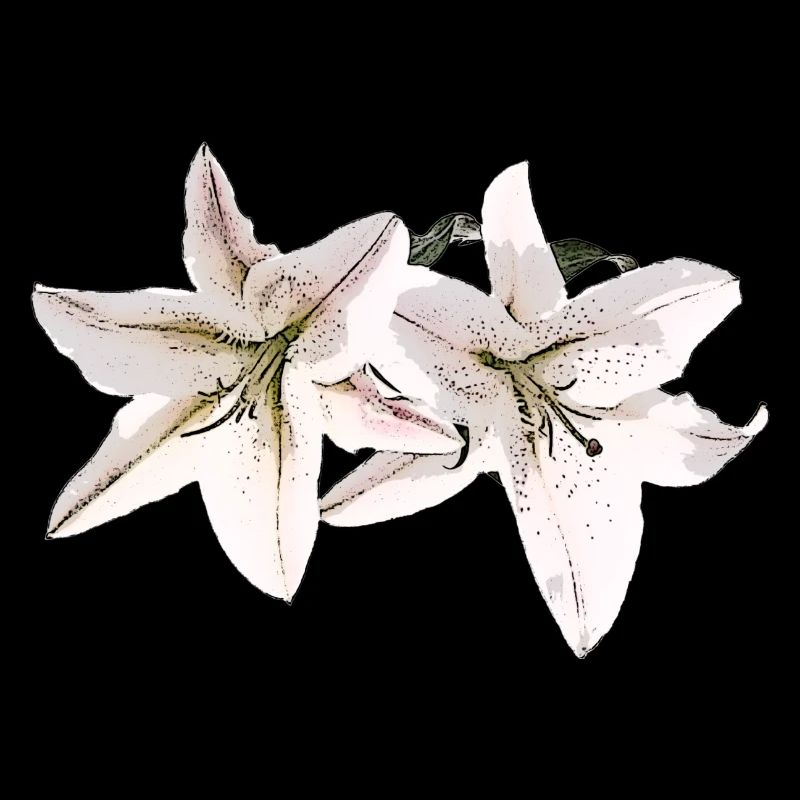 Lily / Lilium / Lily