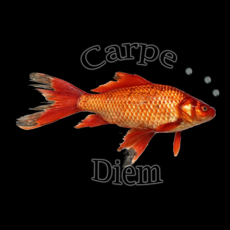 Carpe Diem !