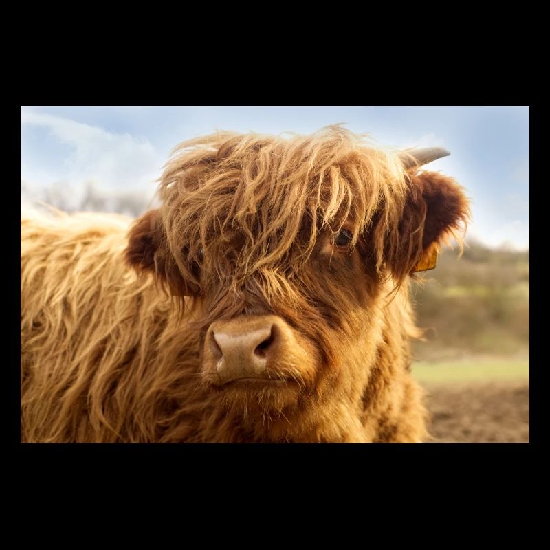 Petite vache, veau brun regarde la caméra