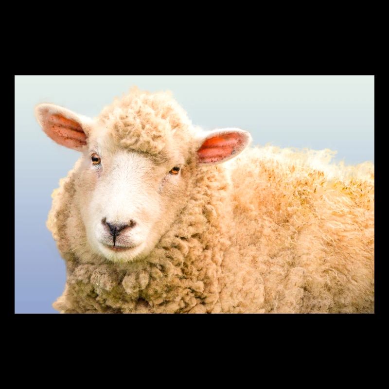 Mouton