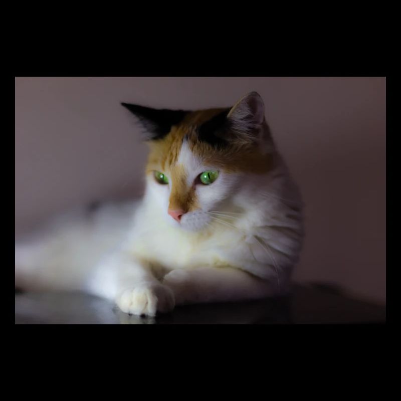 le chat au doux regard