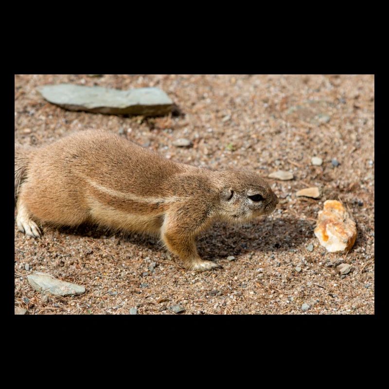 African ground squirrels (in german Afrikanische B