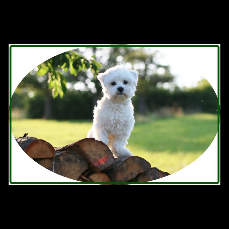 Malteser