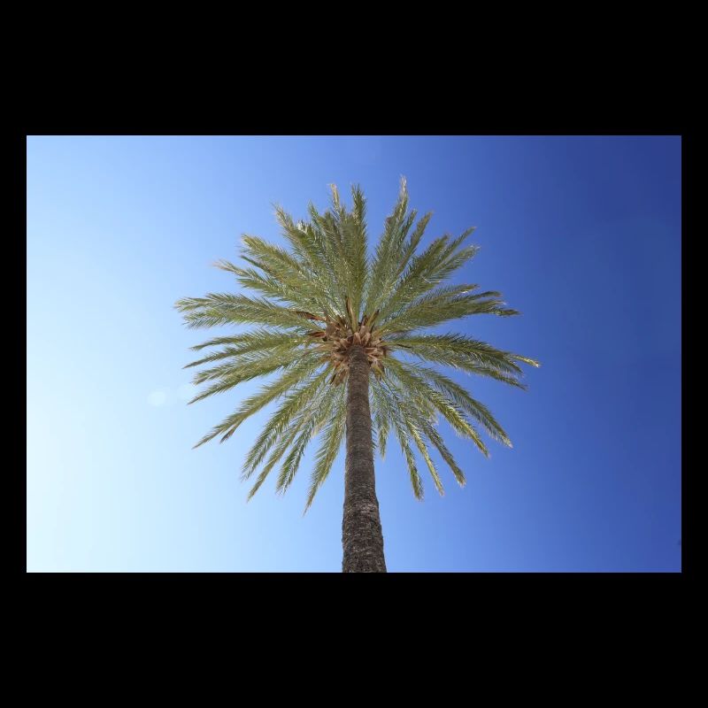 Palme mit blauem Himmel - Urlaubsfeelinge