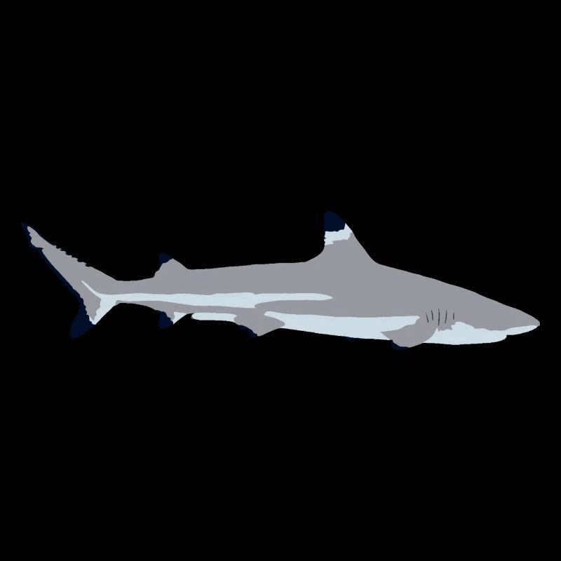 Requin à pointe noire