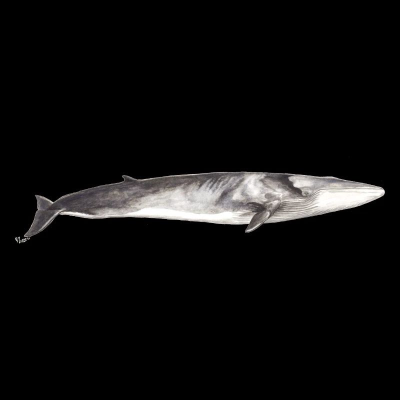Rorqual commun Balaenoptera physalus