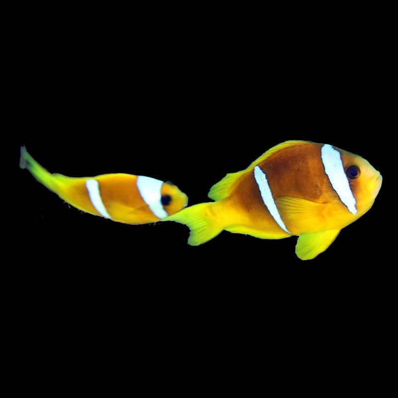 Nemo fishes