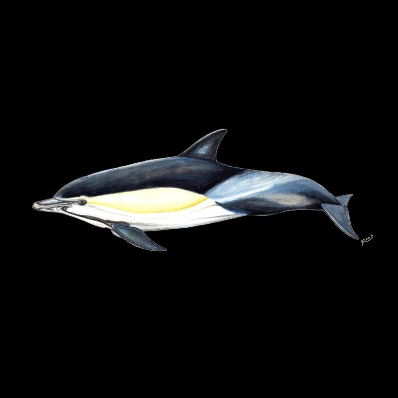 Dauphin commun - Dauphin commun - Delfin commun