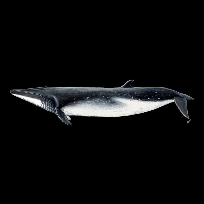 Bryde - Bryde baleine - rorqual tropical