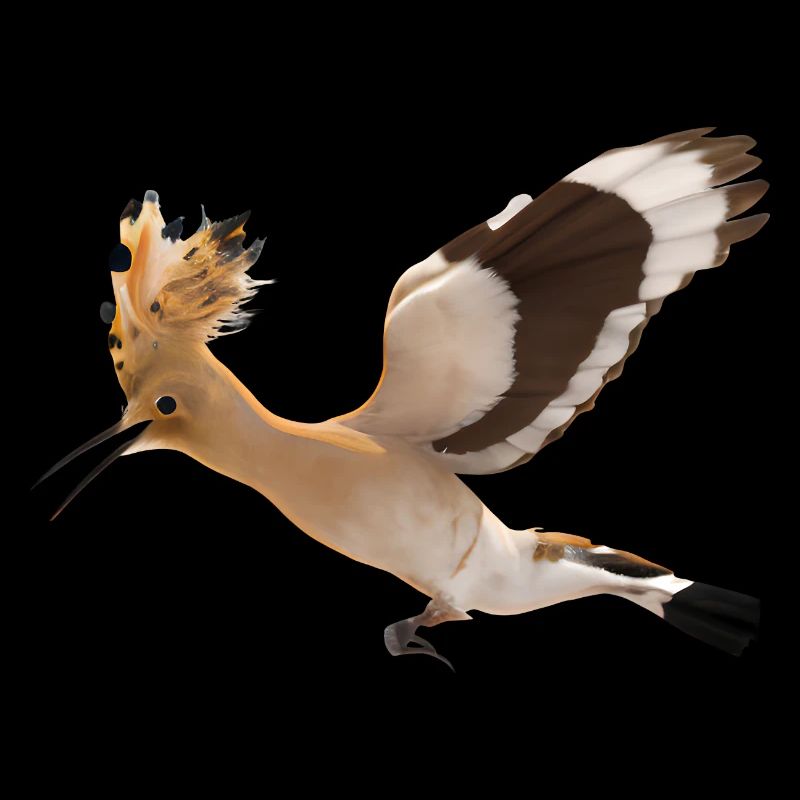 Wiedehopf Vogel Illustration