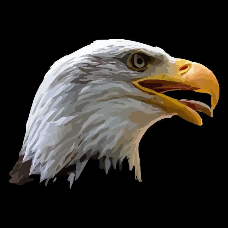 Aigle à tête blanche